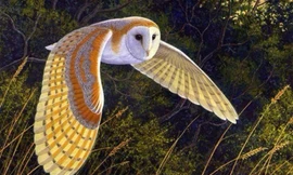 Thực hư những tiếng kêu chết chóc của cú lợn