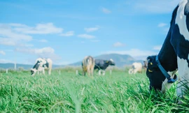 Vinamilk đánh dấu Việt Nam trên bản đồ Organic thế giới