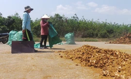 Cây cu li được thương lái thu mua bán sang Trung Quốc.
