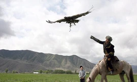 Nghề huấn luyện đại bàng của người Mông Cổ