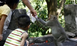 Chuyện kỳ lạ về đàn khỉ nương náu ngôi chùa ở Vũng Tàu
