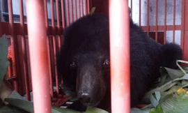 Gấu Rocky trước khi được cứu hộ.