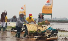 Lãnh đạo tỉnh Ninh Bình lội ruộng cùng bà con nông dân.