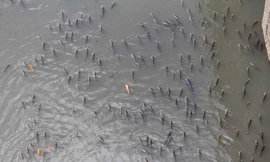 Đa số cá nổi lên đớp khí là rô phi.