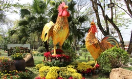 Đàn gà khổng lồ bên dòng sông Hương