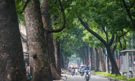 Hàng cổ thụ trăm tuổi ở trung tâm TP HCM trước khi bị đốn hạ