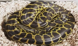 Con trăn tìm thấy trong phòng vệ sinh căn hộ ở Virginia. Ảnh: Facebook.