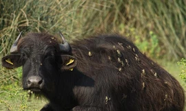 Ếch bám đầy lưng trâu.