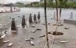 Hàng trăm cá mè tự sát tập thể vì một cuộc thi hát