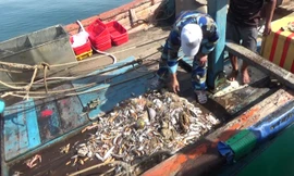 Tàu giã cào khai thác thủy sản theo lối tận diệt, càn quét tần tật tôm cá lớn nhỏ vừa bị bắt quả tang.