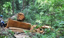 Nhân viên bảo vệ rừng bị côn đồ đánh gục trong ca trực