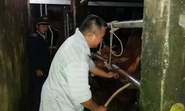 Các chủ lò mổ bơm nước căng bụng bò hòng tăng lợi nhuận.