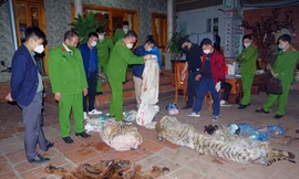 Phát hiện Hổ đông lạnh trong nhà một chủ tịch xã 