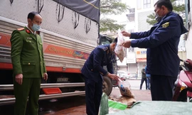 Phát hiện 5 tấn nầm lợn, trứng non không rõ nguồn gốc trên đường đi tiêu thụ