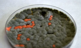 Vui nhộn đĩa Petri trên Google 31/5