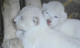 [ẢNH] Cận cảnh đàn sư tử trắng quý hiếm 