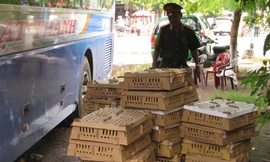 Tiêu hủy hơn 6.000 gia cầm bắt trên xe khách