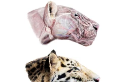 Phát hiện hóa thạch hổ cổ đại hai triệu năm