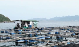 Siết việc người nước ngoài mua, bán, nuôi trồng hải sản