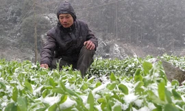 Anh Tuấn bên vườn rau phủ trắng tuyết. Ảnh: Mai Anh.
