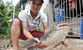 Thịt con cá lăng được nhà hàng bán lại 500 nghìn đồng một kg. Ảnh: Thiên Thiên