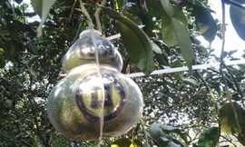 Vỏ trái bưởi hồ lô nổi lên chữ “Tài”, hết sức độc đáo