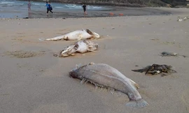 Bộ NN&PTNT đã thành lập tổ công tác đặc biệt để tìm nguyên nhân cá chết tại 1 số tỉnh ven biển miền Trung (ảnh: Tiến Hiệp)