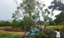 Cây sứ điện Kiến Trung đã được trồng tại vườn ươm Văn Thánh từ nhiều tháng nay.