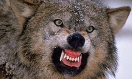 Quyết định thông minh của Sandhu đã giúp anh tránh bị bầy sói tấn công. Ảnh minh họa: Nature PL