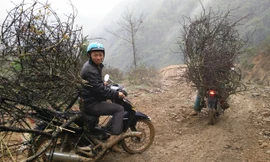 Mỗi đoàn đi săn đào thường có 2 - 4 người