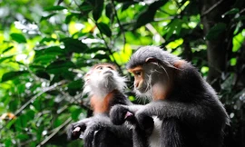 Loài chà vá chân xám mới được phát hiện ở Tây Nguyên. Ảnh: Nguyễn Vân Trường 