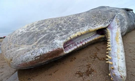 Theo Mirror, lực lượng phòng vệ bờ biển Hoàng gia Anh (MCA) tìm thấy hai xác cá nhà táng dạt vào bãi biển Skegness vào tối ngày 23/1 và phát hiện thêm xác một con nữa cũng tại bãi biển trên vào sáng chủ nhật 24/1.