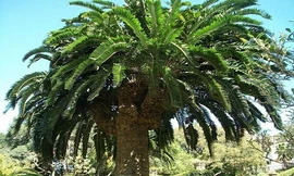 Cây tuế cô đơn ở Vườn thực vật Durban. Nam Phi. Ảnh: Wikimedia Commons.