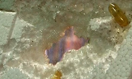 Dầu cá Omega 3 có nguồn gốc Trung Quốc đã bào mòn hoàn toàn miếng xốp