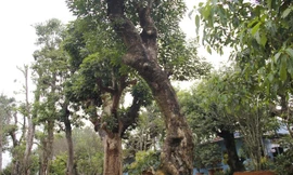 Khu chợ buôn cây nổi tiếng khắp cả nước với hàng trăm loại cây khác nhau