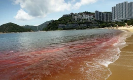 Những đợt thủy triều đỏ đáng sợ trong lịch sử thế giới