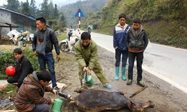 Lái buôn ngả thịt trâu, nghé ven đường quốc lộ từ TP Lào Cai lên Sa Pa để bán. Ảnh: Hoàng Phương.