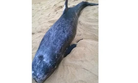 Cá voi nặng 250kg dạt vào bờ biển Quảng Ngãi