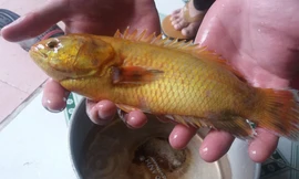 Chuyên gia cho rằng đây là loài cá bình thường trong tự nhiên.