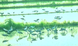 Đàn cò ốc đang kiếm ăn trên các đồng ruộng gần Vườn Quốc gia Tràm Chim. Khi no nê, chúng bay về Vườn Quốc gia trú ngụ