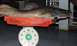 Con cá lăng gần 50 kg. Ảnh: Thiên Thiên