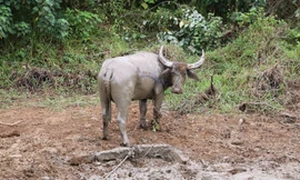 Thợ săn bắt thêm một trâu hoang