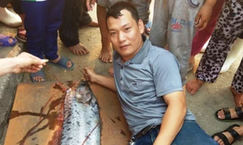 Bắt được con cá hố rồng dài 3,6m