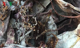 Mực mốc xanh chuẩn bị được đưa lên bàn nhậu.