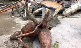 Củ sắn nặng 60kg được bán với giá 2,5 triệu đồng. Ảnh: T.H