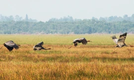 Sau 18 năm, một con sếu trống đã quay trở lại Vườn quốc gia Tràm Chim, đưa cả "vợ con" về với Vườn. 