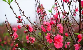 Đào Nhật Tân nở rực rỡ trên đường phố Hà Nội