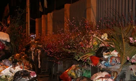 Phận hoa đào sau Tết