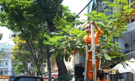 Biển báo cấm xe khách trên 9 chỗ dừng, đổ trên đường Lê Thị Hồng Gấm (quận 1) được gắn ngay sau tin nhắn của người dân đến tân Bí thư Thành ủy Đinh La Thăng. Ảnh: Đ.L