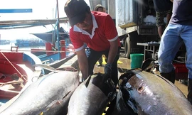 Cá ngừ đại dương hơn nửa tạ 'ngập' khoang tàu ngư dân